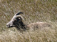 Badlands (83).JPG